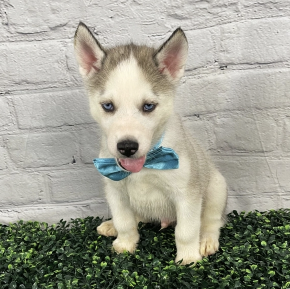 comprar cachorros sanos, baratos y asequibles para la venta